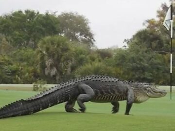 Animales en campo golf