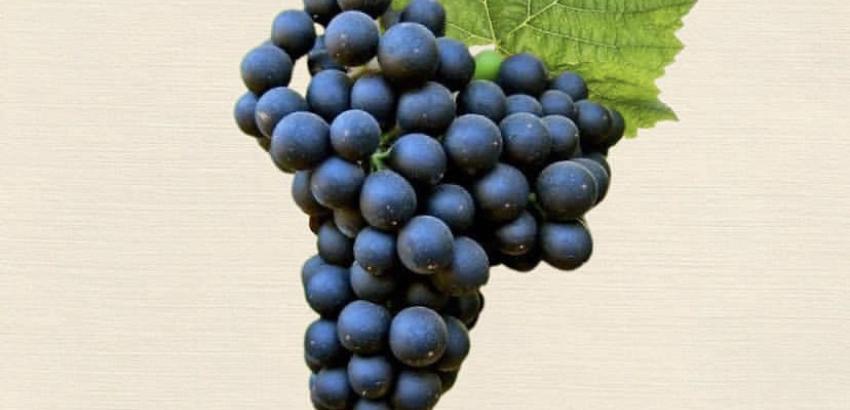 Reina de tintos: Cabernet Sauvignon